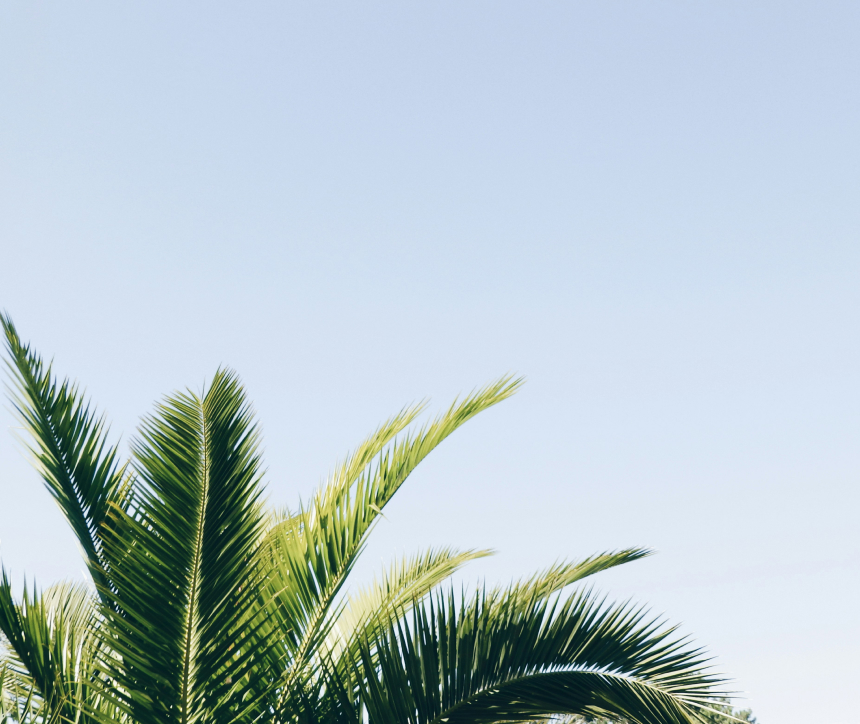 palm